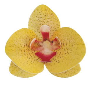Dekora Yellow Wafer Orchids Box/10