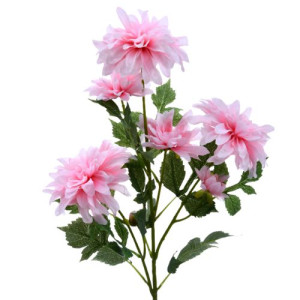 Pink Dahlia Bush