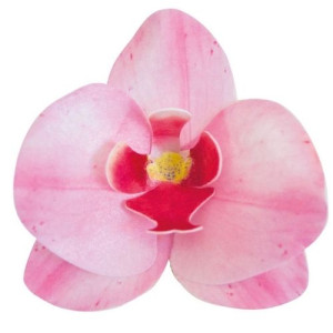 Dekora Pink Wafer Orchids Box/10