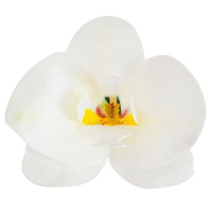 Dekora White Wafer Orchids Box/10